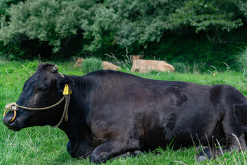 放牧されている黒毛和牛が草原でくつろいでいるイメージ