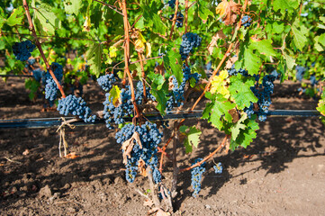 Vineyards at sunset in autumn harvest