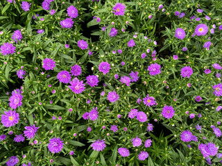Top view on isolated purple bushy aster flowers (symphyotrichum dumosum victoria victori) with green leaves