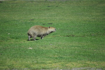 Wasserschwein