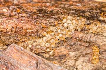Old abondoned honeycomb cells on a tree branch in the forest