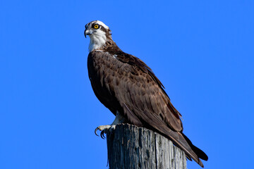 Shots of Osprey along the Chesapeake Bay.