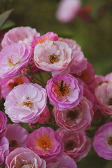 Fototapeta na wymiar bouquet of light pink roses