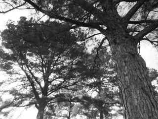 trees in the park
