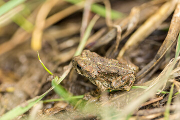 Small warty green toad hiding in a grassy wetland area