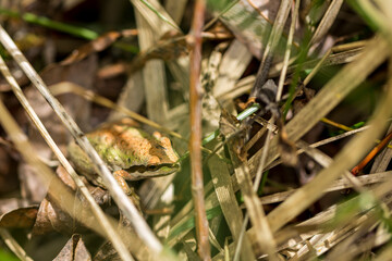 Green and black tree frog hiding in a grassy wetland area