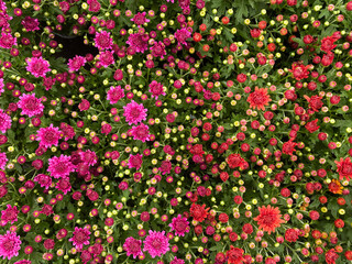 Top view on isolated red and purple countless chrysantemum flowers with green leaves