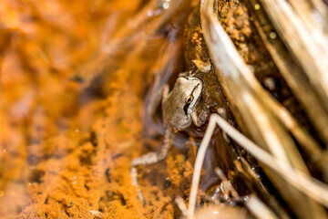 Green and black tree frog clinging to the edge of an orange slimy pond