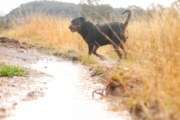 Wet and muddy rottweiler dog playing in mud puddle after winter rain