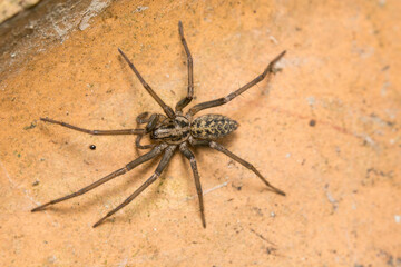  House Spider in the UK, Eratigena sp.