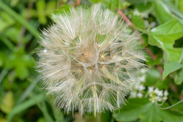 A Dandelion seedhead in the  Family Asteraceae in England, UK.