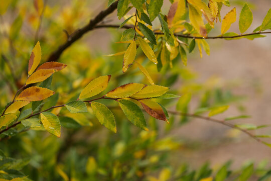 Leaves of Chinese Elm tree turning yellow in Autumn