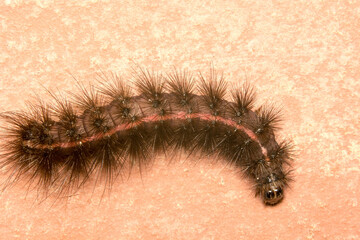 A Brown Hairy Moth caterpillar in the Family Arctiidae