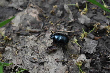 Käfer