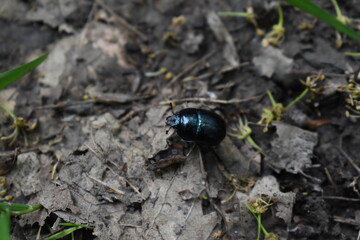 Käfer