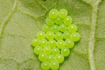 Eggs of Green shieldbug (Palomena prasina) under Rhubarb leaf.