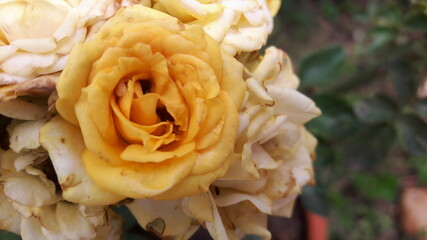 Dark yellow roses stand out in a full-screen garden.