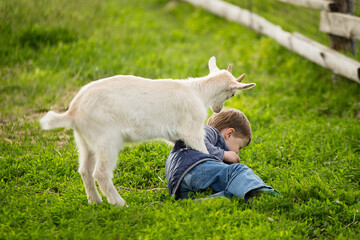 a kid hurt a boy, a little white kid jumps, a boy fell, green grass, farm village, wooden fence, the boy was pushed, the kid jumped on the child, the boy cannot stand,