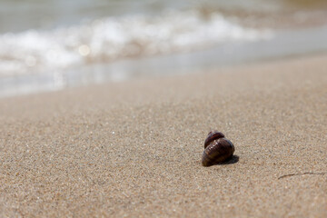 Wet brown snail shellfish on the sandy seashore. Summer vacation concept in hot countries.