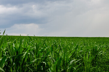 Green corn field with cloudy sky. Corn agriculture