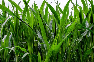 Green corn stalks. Growing corn for food