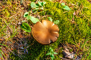 A close-up shot of a mushroom growing in the wilderness of a pine forest in the French Alps