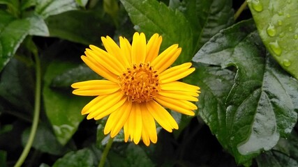 yellow dandelion flower