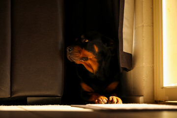 Moody image of rottweiler dog sitting indoors with sun shining through window to illuminate nose