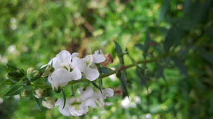 white flower in the garden