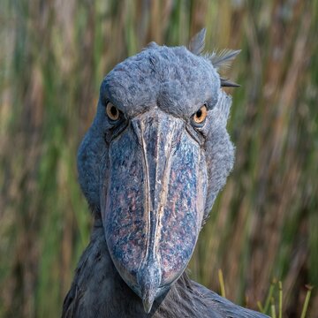 "Hypnosis"
.
< Species: Shoebill (Balaeniceps rex) >
.
< Location: Mabamba Bay Swamp, Uganda 🇺🇬 >
