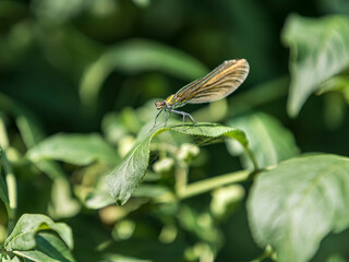 Demoiselle du jour
