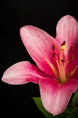 Fototapeta na wymiar pink lily flower on black background