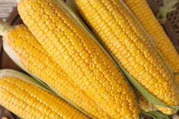 Fresh corn cobs, top view