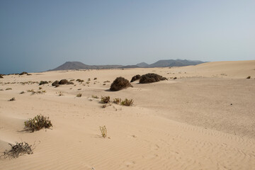 Fototapeta na wymiar Dunas de Corralejo, Fuerteventura, España