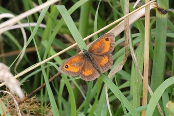 Obraz premium Amaryllis