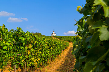 Landscape with vineyard, and small white chapel. Tokaj, Hungary