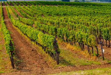 Fototapeta na wymiar Vineyard in Tokaj, Hungary.Tokaj Wine Region Historic Cultural Landscape is UNESCO World Heritage Site.