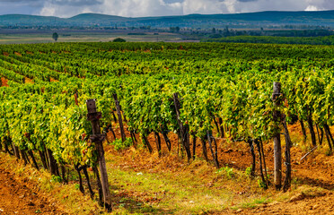 Fototapeta na wymiar Vineyard in Tokaj, Hungary.Tokaj Wine Region Historic Cultural Landscape is UNESCO World Heritage Site.