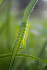 green caterpillar on a leaf