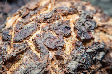 Background with a close-up of the bark of a tree heavily damaged from old age with breaks and cracks. The image is in soft focus.