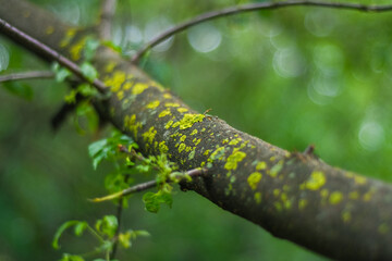 A branch of a tree overgrown with yellow moss in places on a green background.