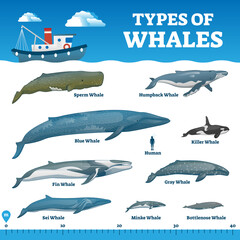 Types of whales educational labeled wildlife comparison vector illustration © VectorMine