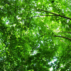 Fototapeta na wymiar Green foliage of trees from above. Bottom up view. Square photography
