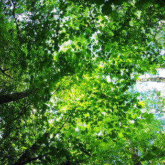 Fototapeta premium Green foliage of trees from above. Bottom up view. Square photography