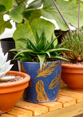 Aloe vera plant growing in pot in greenhouse