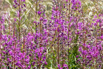 Fototapeta premium a field of purple flowers