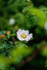 white flowers in the forest