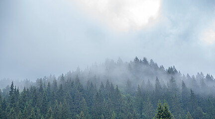 Spruce wild forest. A dense forest of fir trees in cloudy weather in the mountains. Carpathians.