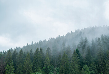 Spruce wild forest. A dense forest of fir trees in cloudy weather in the mountains. Carpathians.
