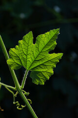 Green leaves of snake loofah on the black background